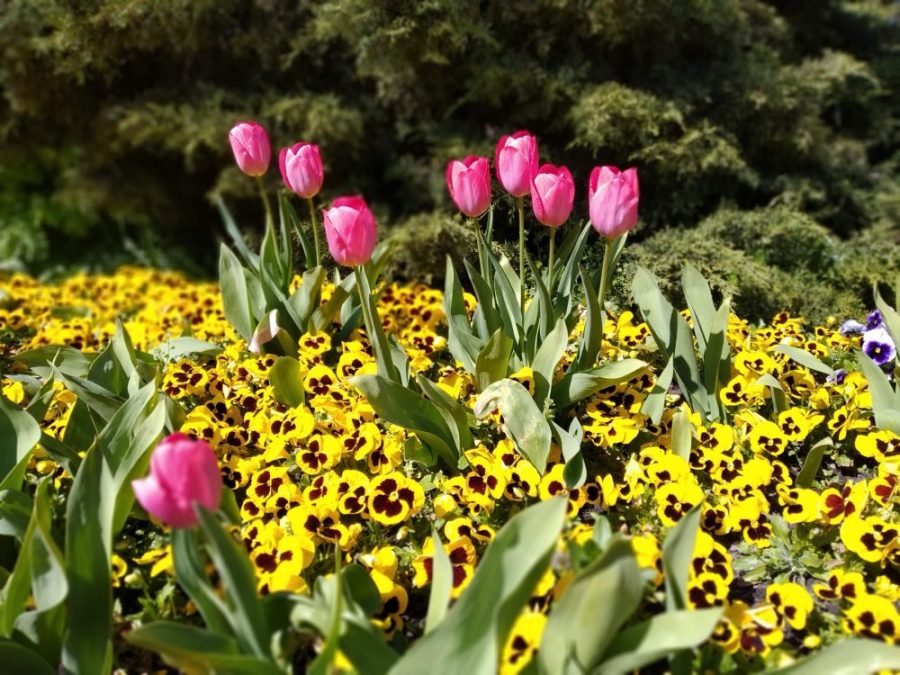 Od dziś otwarty Miejski Ogród Botaniczny