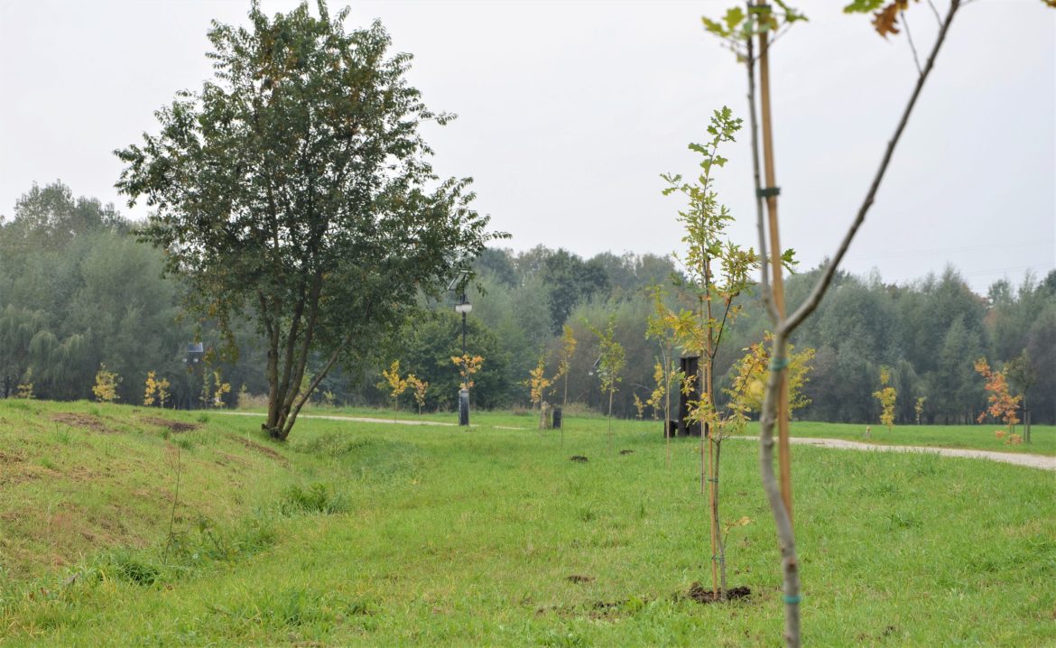 “Podaj rękę”. Firma posadziła 100 dębów w parku w Maciejowie