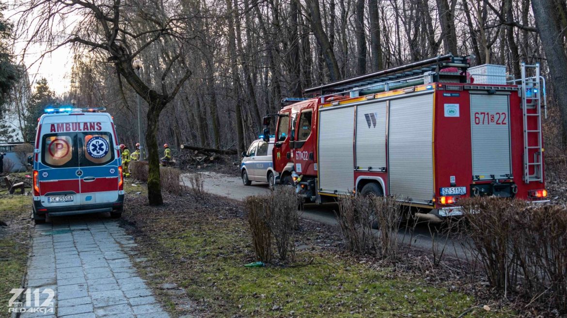 Coraz mocniej wieje. Na ul. Sportowej drzewo poraniło mężczyznę