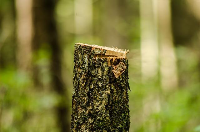 Wycięto drzewa w Mikulczycach. Drzewostan uzupełnią… w Maciejowie