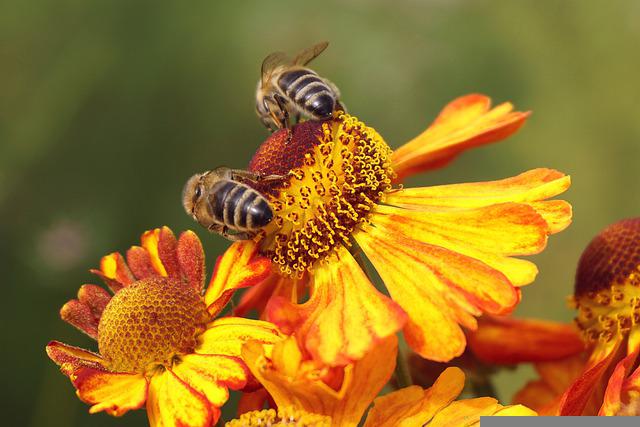 Dzień Pszczół w Miejskim Ogrodzie Botanicznym