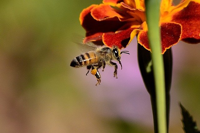 Dzień Pszczół w Miejskim Ogrodzie Botanicznym