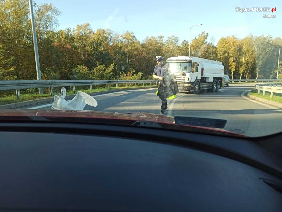 Nietypowa interwencja policji. Na DTŚ znalazł się łabędź