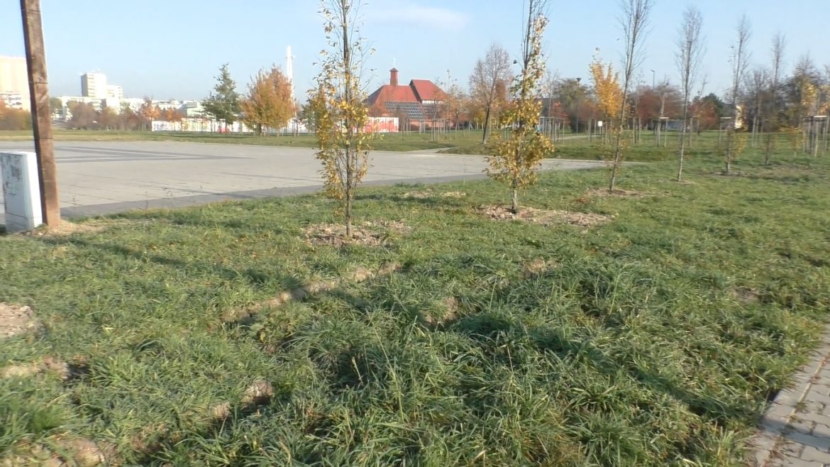 Miasto odpowiada ws. tajemniczych drzew w miejscu, gdzie zaplanowano muszlę koncertową