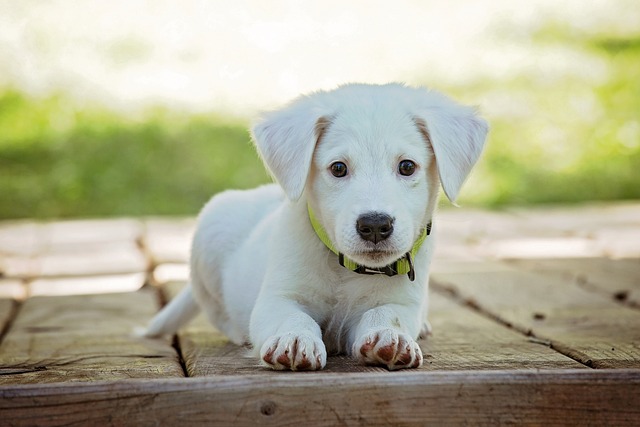 100 biznesowych adopcji. Akcja pomocy zwierzętom w schronisku Psitulmnie