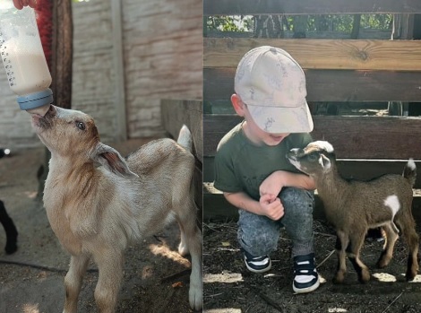 „Nakarm kózkę”. Nowa atrakcja w zabrzańskim zoo