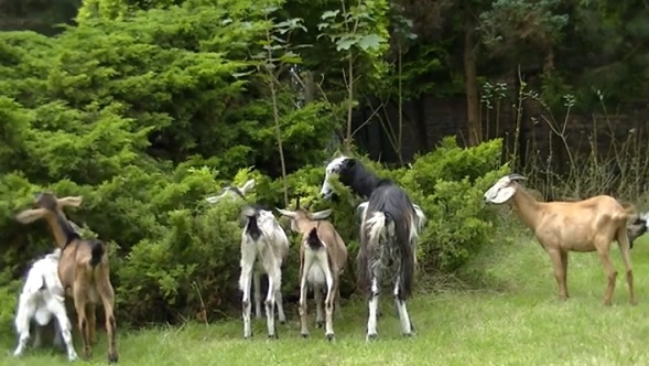 Małe zoo przy parafii św. Franciszka