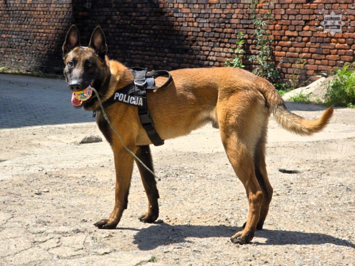 „Wariat” w zabrzańskiej policji