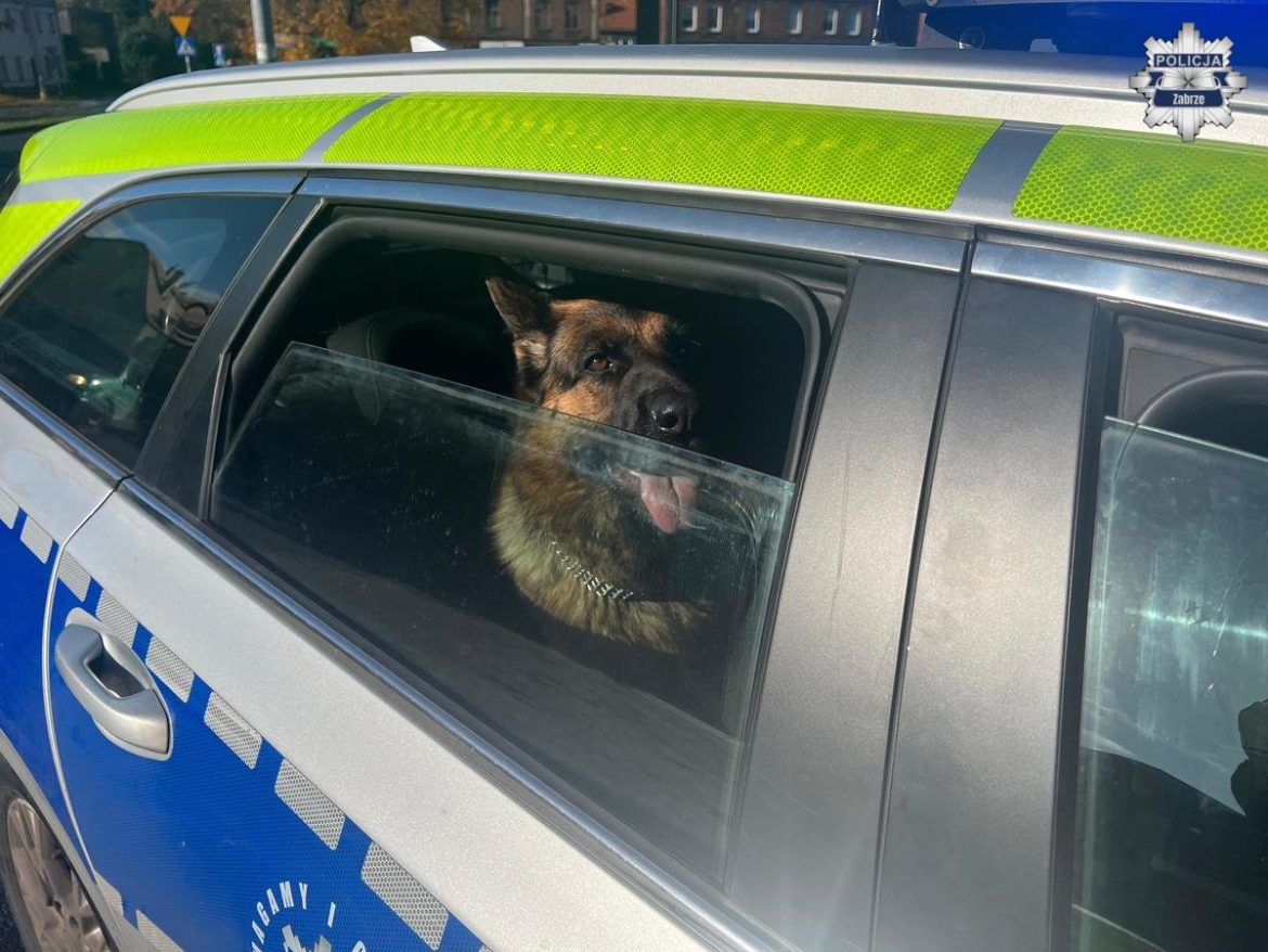 „Psy na wycieczce bez pana”. Nietypowa interwencja policji