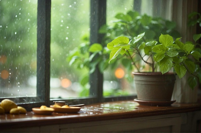 Otwarto Schronisko dla Bezdomnych Roślin