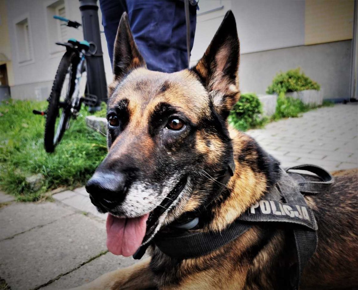 Policyjny pies Bary przechodzi na emeryturę. Jego obowiązki przejmie Wariat