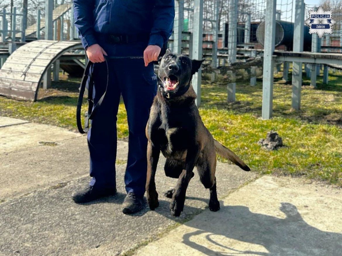 Nowy funkcjonariusz w zabrzańskiej policji. Zbój wkrótce wyjdzie na patrole