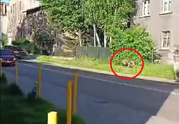 Dziki pojawiają się na osiedlach. Miasto apeluje o ostrożność